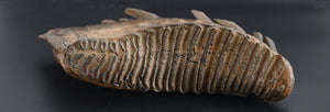 "Perseus" Black Flat Ceramic Ring- Mammoth Tooth Inlay- 8mm- Dinosaur