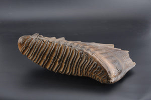 "Perseus" Black Flat Ceramic Ring- Mammoth Tooth Inlay- 8mm- Dinosaur