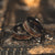 "Perseus" Black/Rose Flat Tungsten Carbide Ring- Dinosaur Bones and Meteorite- 8mm